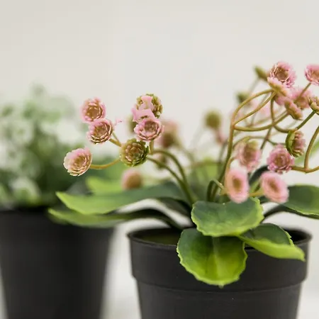 Casa de hóspedes Santa Catarina 3*